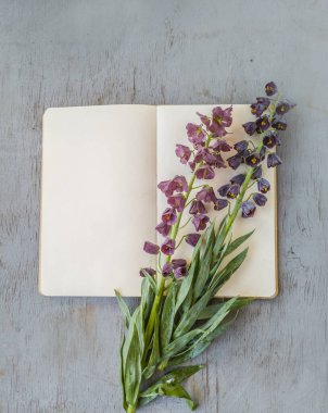 Metin ve çiçek açan Fritillaria persica (koyu mor ve bordo tonları) için boş sayfaları olan bir defter aç. Düz dokulu arka plan uzanıyordu. Kapaklar, takvimler ve ağ için ideal