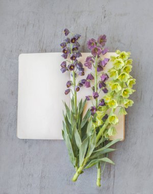 Düz sergiler Fritillaria persica üç farklı Cultivars açık bir defter üzerinde düzenlenmiş boş sayfalar metin alanı sağlar. Kapaklar, takvimler ve sosyal medya paylaşımları için ideal arkaplan.