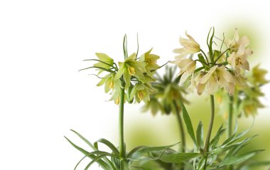 Bulanık arkaplanda Fritillaria raddeanası açıyor. Kapak, takvimler, afişler, sosyal medya için ideal. Metin uzayı.