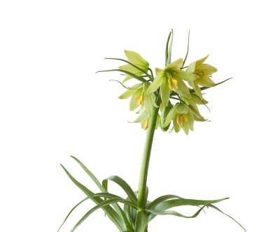 Zarif Fritillaria raddeana çiçeği, uzun bir sapta, beyaz bir arka planda izole edilmiş, birden fazla soluk sarı çan şeklindeki çiçeklerle. Bu bahar çiçeğinin narin güzelliğini yakalar.