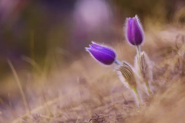 Pasqueflowers Oriental Pulsatilla Patens Flor Púrpura Primer Plano Belleza Naturaleza Fotos De Stock