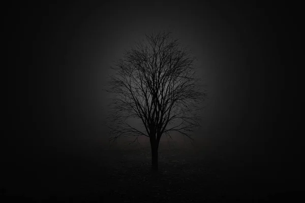 Niski Rysunek Drzewa Liściastego Oświetlonego Tyłu Renderowanie — Zdjęcie stockowe