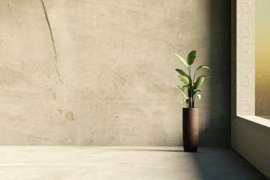 Beton duvarı, zemini ve kapalı yeşil bitkileri olan minimalist boş bir oda. 3d illüstrasyon