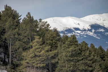 Öndeki bazı ağaçlar ve arka plandaki karlı dağların manzarası