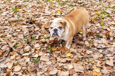 Bir buldog düşen sonbahar yapraklarının arasında duruyor, kameraya bakıyor, ciddi bir ifadeyle doğal bir ortamda..