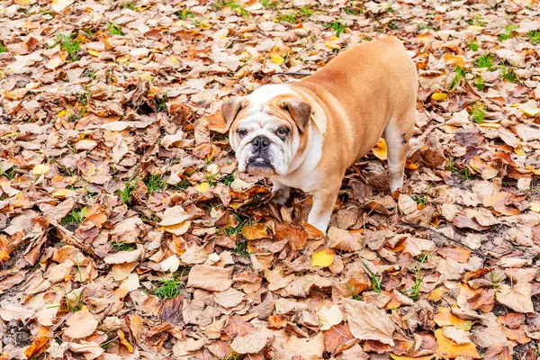 Seekor Bulldog Berdiri Tengah Tengah Dedaunan Dedaunan Musim Gugur Yang Stok Foto