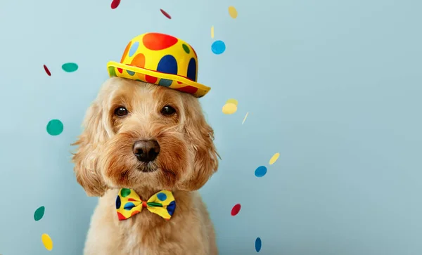 Funny Dog Wearing Clown Hat Bowtie Celebrating Birthday Party ストック写真