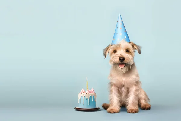 快乐可爱的毛茸茸的小狗 带着生日蛋糕和派对帽 蓝色的背景 旁边有复制的空间 — 图库照片
