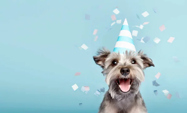 Netter Glücklicher Hund Feiert Auf Einer Geburtstagsparty Trägt Einen Partyhut — Stockfoto