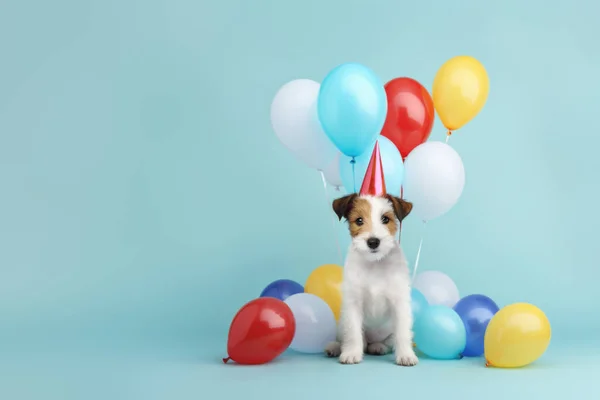 生日宴会上 一只戴着派对帽 头戴彩色生日气球的可爱毛茸茸的小狗在庆祝生日 — 图库照片