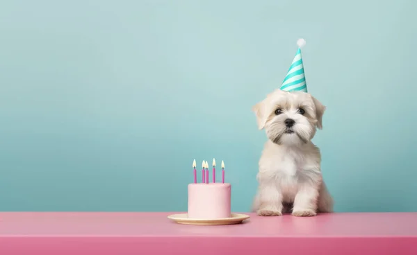 可爱的小狗带着一个生日蛋糕庆祝生日 有五支粉红的生日蜡烛 蓝色的背景 旁边有复制的空间 — 图库照片