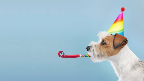 Cute dog with colorful party hat and blow-out celebrating at a birthday party