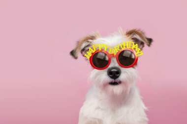 Doğum günü partisinde doğum günü gözlüğü takan sevimli pasaklı köpek.