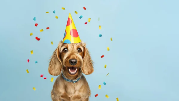 Glücklicher Süßer Dackelhund Mit Partyhut Feiert Auf Einer Geburtstagsparty Umgeben — Stockfoto
