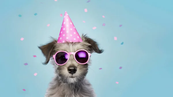 快乐可爱的蒙哥马利小狗 戴着派对帽 头戴墨镜 在生日派对上欢欢喜喜地欢度生日 四周都是五彩纸屑 — 图库照片