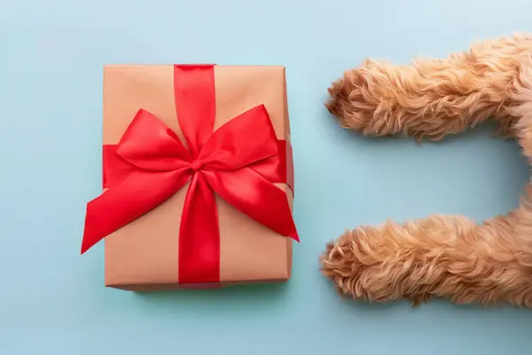 Dog with Christmas gift box wrapped in a red ribbon