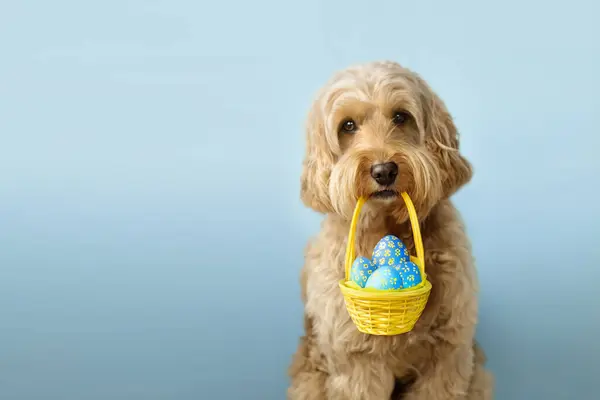 Cute dog carrying an Easter basket filled with Easter eggs