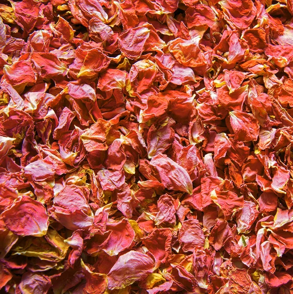 Antiguo Arte Rojo Brillante Rosa Olor Fresco Spa Botánico Flor —  Fotos de Stock