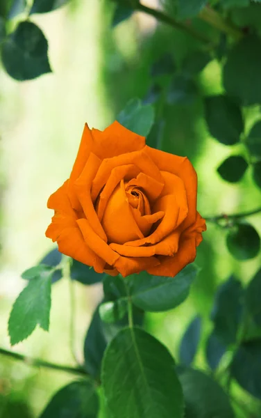 Stary Retro Sztuka Wiejski Miękki Słońce Jasny Różowy Kolor Aromat — Zdjęcie stockowe