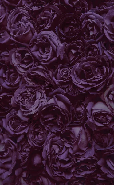 Old Retro Art Soft Light Pastel Purple Color Aroma Head — Stockfoto