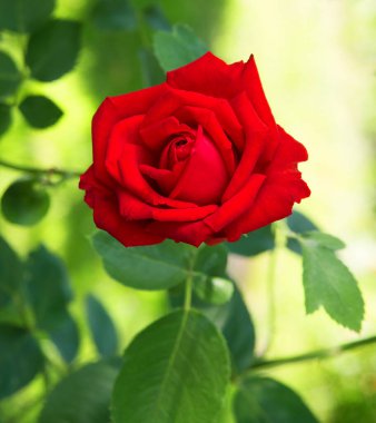 Eski sanat eseri kırsal yumuşak güneş açık pembe aroma başlıklı metin alanı. Güzel, kırsal yeşil, neşeli, bereketli bahar, büyük tomurcuk yaprağı, spa sembolü. Hediye günü kartı, yakın görüş.