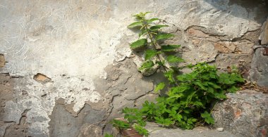 Closeup retro age rural urban rustic village rough grunge cement barn dioica herbal sun scene text space. Close up bright lush bloom seed vine branch bio eco wild grass park way day scenic view symbol