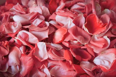 Eski retro sanat yumuşak sonbahar pastel mor aroma yığını metin kopyalama alanı. Güzel, kırsal festival. Parlak, bereketli bahar tomurcukları. Dekor, kutlama günü hediye kartı.