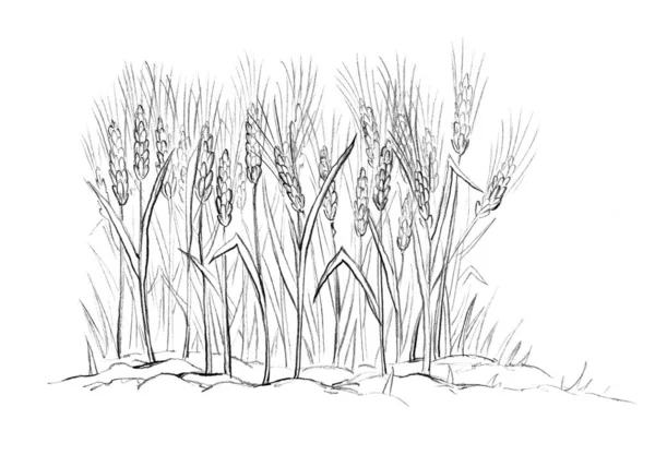 Closeup Scenic View Sow Dry Weed Grass Plant Cob Good — Φωτογραφία Αρχείου