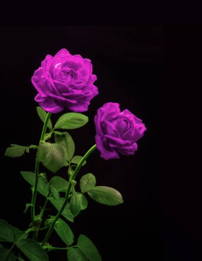 Kapalı pembe renk güzellik büyük yumuşak başlı kök yeşil yaprak derin ışık alanı deseni. Üzücü kaybı kapat. Ölü trajik anı günü. Mezar mezarı.