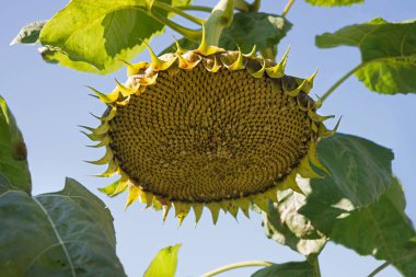 Close up macro view old big large dead life sunny blue sky rural scene. Bright yellow sun grow bad avian tit pluck ravag hollow feed ripe raw die end petal bloom eco bio oil park wild flora text space