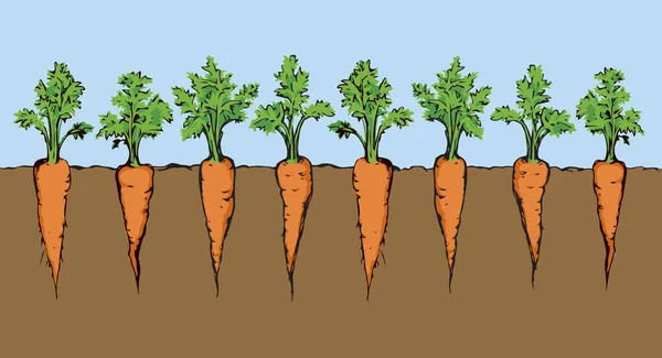 Olgun, taze, sulu, kırmızı, tapot kökü, mavi gökyüzü zemininde izole. Parlak turuncu el botanik çiftliği çizmiş. Çizgi film tarzında. Metin için alanı olan yakın görünüm