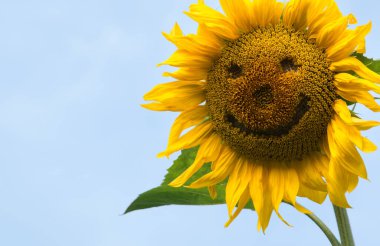 Close up macro view cute old village flora leaf day art large oil seed helianthus isolated park sun blue backdrop scene. Bright gold orange drawn big ripe eco bio logo kid child sunny text space card