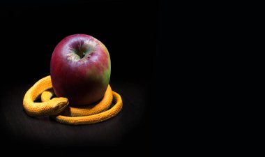 Kapatın antik vintag ölü inanç korkunç yeşil zehir hayvan arzu parkı karanlık toprak metin alanı kapanıyor eski insan ölüm ormanı taze taze tatlı nefis İslam inancı sahnesini baştan çıkar