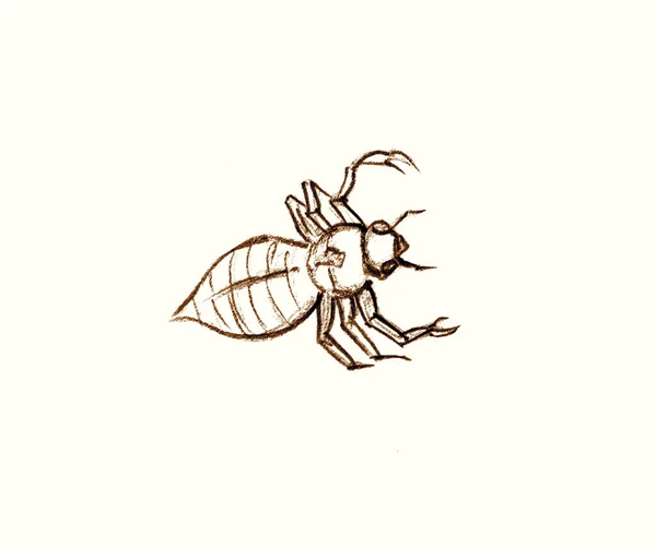 Closeup Macro Outline View God Sent Small Wild Bedbug Leg — Photo