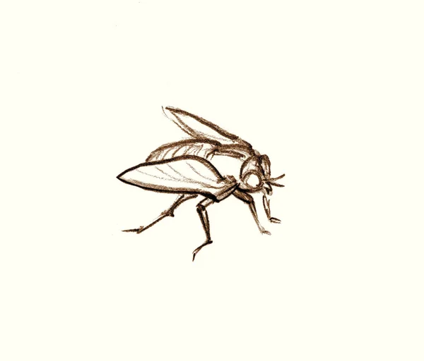 Closeup Macro View Small Wild Dog Skin Gadfly Musca Zika — стокове фото