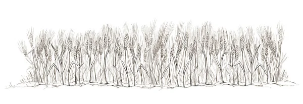 閉じる風光明媚なビューは 乾燥雑草草の植物のコブ良いシーン白い空のテキストスペース鉛筆手は神を描きましたイエス キリスト信仰の物語干し草の粉食品の境界線パターンエコバイオレトロアート漫画のラインスケッチ — ストック写真