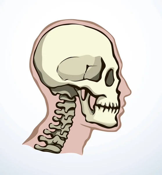 閉鎖側ビュー古い自然Craniu Noggin穴部分脊椎ケアスキャンX線生命死のロゴセット 手描き線X線死んだ脊髄損傷病気痛み試験ヴィンテージ抽象的なアウトラインアート漫画のコンセプト — ストックベクタ