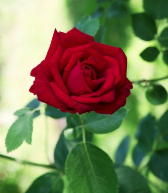 Eski sanat eseri kırsal yumuşak güneş açık pembe aroma başlıklı metin alanı. Güzel, kırsal yeşil, neşeli, bereketli bahar, büyük tomurcuk yaprağı, spa sembolü. Hediye günü kartı, yakın görüş.