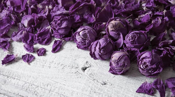 Viejo Gran Arte Rojo Brillante Rosa Púrpura Olor Flora Spa — Foto de Stock