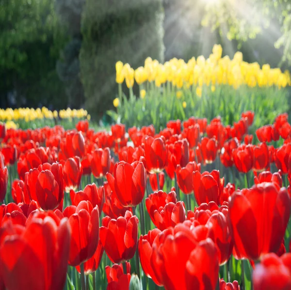 Grubun Çok Nazik Aroması Zarif Bereketli Tulipa Çiçeğini Alkışlıyor Büyük — Stok fotoğraf