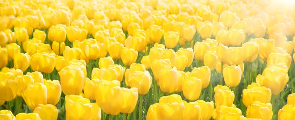 Група Мульти Ніжних Ароматів Підбадьорює Елегантні Пишні Яскраві Тюльпанові Квітки — стокове фото