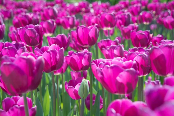 Group Multi Gentle Aroma Cheer Elegant Lush Vivid Tulipa Floret — Stock Photo, Image