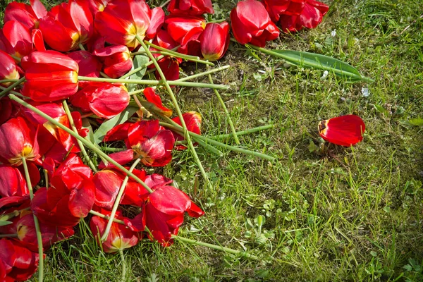 Група Багатьох Ароматів Пишної Радості Вирощує Листя Газону Великий Тюльпановий — стокове фото