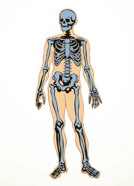 고관절 세트가 보인다 손그린 Xray 척추우리 빈티지 스케치 — 스톡 벡터