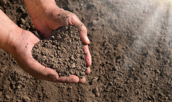 Old closeup worker palm help clean begin sow seed sapl root seedl life hobby. Close up view arm test examine quality show check good dark brown black fresh wet clod food bio eco compost concept idea