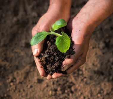 Yaşlı erkek işçi kolu, dişi domuzun yeni yeşil salata kökü, yeni hayat umudu hobisine başlamasına yardım ediyor. Yakın plan botanik ülkesi manzarası güzel ıslak, verimli humus çamurlu, biyolojik ekolojik gıda ekini güneş ışığı konsepti