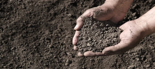 Старый Крупным Планом Работник Ладони Помочь Очистить Начать Сеять Семена — стоковое фото