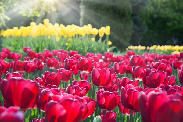 Група Мульти Ніжних Ароматів Підбадьорює Елегантні Пишні Яскраві Тюльпанові Квіти — стокове фото