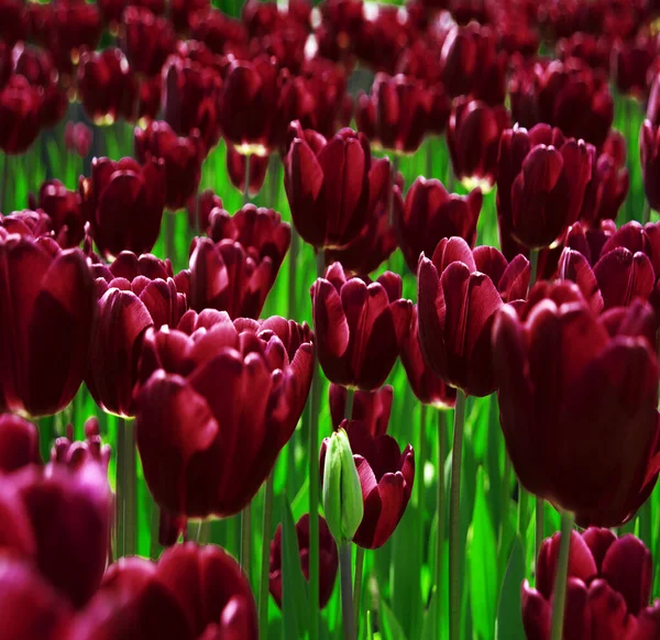 Group Big Multi Gentle Aroma Cheer Elegant Lush Vivid Tulipa — Stock Photo, Image