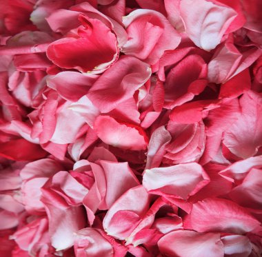 Eski retro sanat yumuşak sonbahar pastel mor aroma yığını metin kopyalama alanı. Güzel, kırsal festival. Parlak, bereketli bahar tomurcukları. Dekor, kutlama günü hediye kartı.